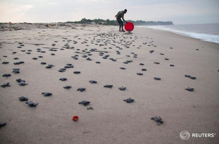 Christian Ndombe, a park ranger, releases turtles on an endangered coastline aft