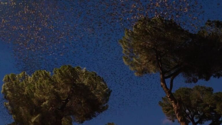 This wild cloud is what it looks like when hundreds of thousands of starlings ga