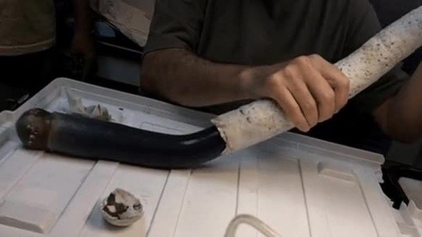 What you’re looking at is a giant shipworm—a scientific legend that can grow to