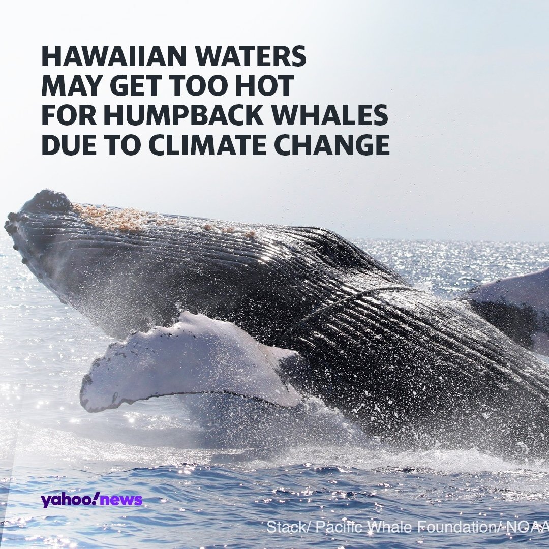 Humpback whales give birth in waters that range in temperature from around 70 to