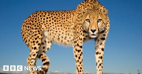 South African and Namibian experts involved with India’s cheetah project have ex
